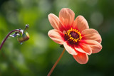 Last Dahlia by Ramad, photography->flowers gallery