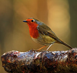 Robin Redbreast by biffobear, photography->birds gallery