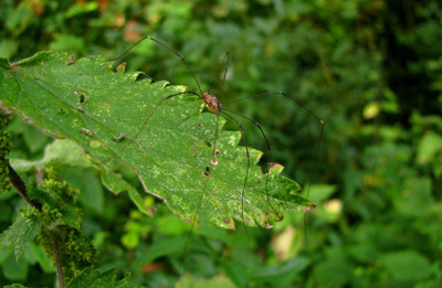 Click here to view at full resolution.