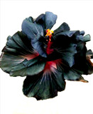 Black Velvet by Texan1968, photography->flowers gallery