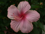 Pink Hibiscus by muki7, Photography->Flowers gallery