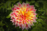 Another Dahlia by LynEve, photography->flowers gallery