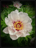 Bloom for this coming Friday by Starglow, photography->flowers gallery