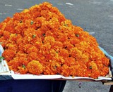 Golden view by sahadk, photography->flowers gallery