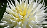 Dahlia Bloom Takes Center Stage by tigger3, photography->flowers gallery