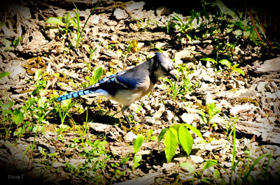 Click here to view at full resolution.