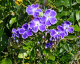 Duranta by trixxie17, photography->flowers gallery