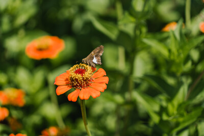 Click here to view at full resolution.