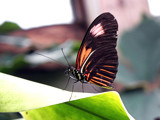 Just Resting (2) by Ramad, photography->butterflies gallery