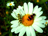 summer scene # 7 by 89037, photography->insects/spiders gallery