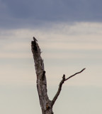 Kingbird Perch by Pistos, photography->birds gallery