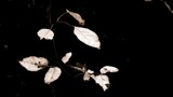 Fall '25 by JayMxPhotography, photography->textures gallery