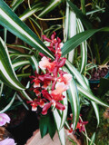 Blood-Red Orchids by Pistos, photography->flowers gallery