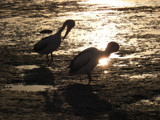 Pelicans Preening by Novice, Photography->Birds gallery