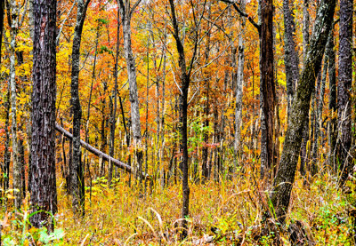 Click here to view at full resolution.