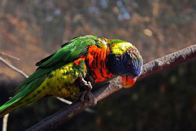 Click here to view at full resolution.