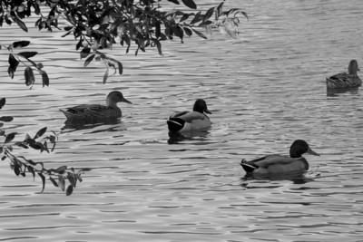 Click here to view at full resolution.