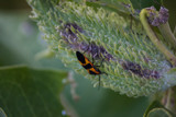 Bug on a Milkweed Pod by Pistos, photography->insects/spiders gallery