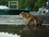 Toad Reflection by suitsandshoes, Photography->Animals gallery