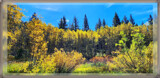 Aspen Trees II by Flmngseabass, photography->landscape gallery