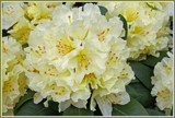 Creamy Dreamy Rhododendron by jerseygurl, photography->flowers gallery