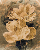 Painted Bloom by Starglow, photography->manipulation gallery