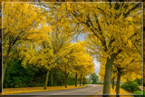 Scenic Country Road In The Fall by corngrowth, photography->nature gallery