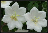 Two Beauties by Starglow, photography->flowers gallery