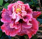 Magnifique by Texan1968, photography->flowers gallery