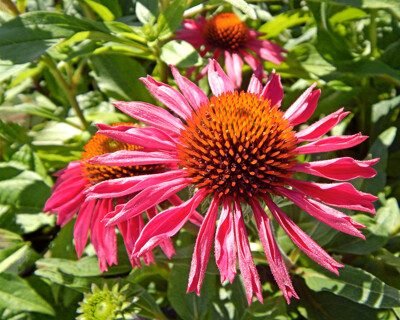 Click here to view at full resolution.