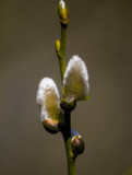 Buds by Pistos, photography->nature gallery