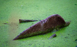 A Log in a Bog by Pistos, photography->nature gallery