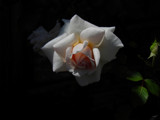 Garden Rose 3 by rvdb, photography->flowers gallery