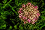 pink on green by gaeljet2, Photography->Flowers gallery