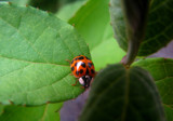 coccinelle so little and yet so big.. by crystaliane, photography->insects/spiders gallery