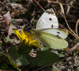 Cabbage Moth by Pistos, photography->butterflies gallery