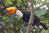 Toucan by jeenie11, photography->birds gallery