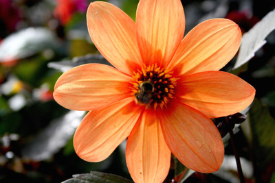 Click here to view at full resolution.