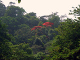 Forest beauty by sahadk, Photography->Landscape gallery