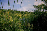 The Ducks' Pond Veil Covering by casechaser, photography->nature gallery