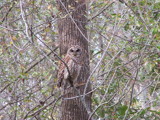 Hoot Owl by Mvillian, Photography->Birds gallery