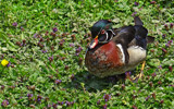 Wood Duck by gonedigital, photography->birds gallery