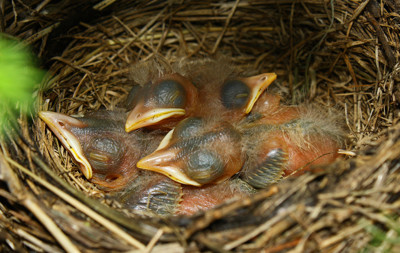 Click here to view at full resolution.