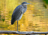 Autumn Heron by legster69, Photography->Birds gallery