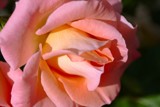 Pink Petals by LynEve, photography->flowers gallery
