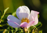 Prairie Rose by Pistos, photography->flowers gallery