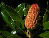 Magnolia Seed Pod by luckyshot, photography->flowers gallery