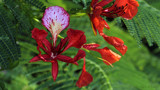 Royal Poinciana by ryzst, photography->flowers gallery