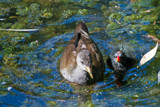 Mum and chick by Ramad, photography->birds gallery