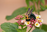 Gimme Dat Nectar! by PatAndre, Photography->Insects/Spiders gallery